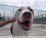 Small Bullypit