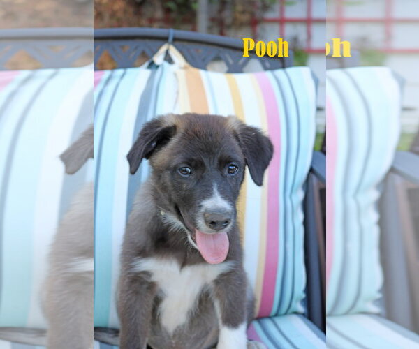 Medium Photo #3 Collie-Labrador Retriever Mix Puppy For Sale in Wakefield, RI, USA