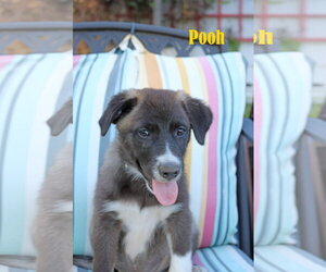 Pooh 5AcreWood - Male Collie-Labrador Retriever Mix Dog for Adoption - Photo #3
