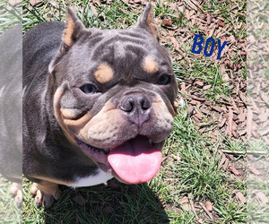 American Bully Puppy for sale in DENVER, CO, USA