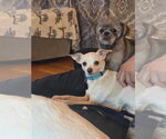 Small #2 Chihuahua