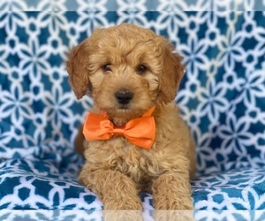 Goldendoodle-Poodle (Miniature) Mix Puppy for sale in LAKELAND, FL, USA