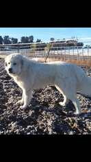 Father of the Great Pyrenees puppies born on 03/31/2019
