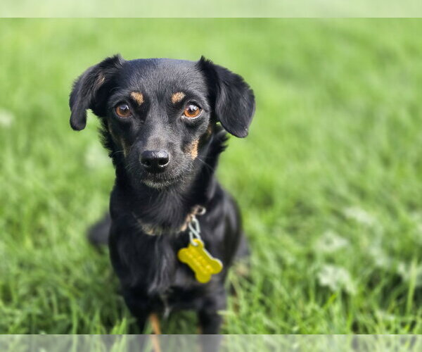 Medium Photo #3 Chiweenie Puppy For Sale in Sandy, UT, USA