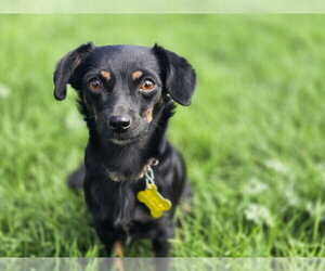 Aviana - Female Chiweenie Dog for Adoption - Photo #3