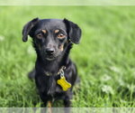 Small Photo #3 Chiweenie Puppy For Sale in Sandy, UT, USA