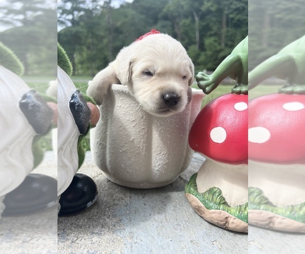 Medium Photo #3 Golden Retriever Puppy For Sale in NEOLA, WV, USA