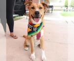 Small #1 Labrador Retriever Mix