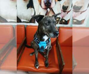 Mutt Dogs for adoption in Martinsburg, WV, USA