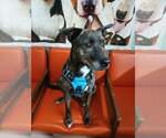 Raven - Female Mutt Dog for Adoption - Small photo