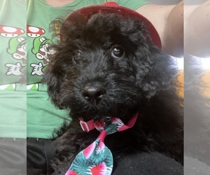 Poodle (Toy) Puppy for sale in SPRINGFIELD, TN, USA