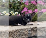 Small #10 Chihuahua
