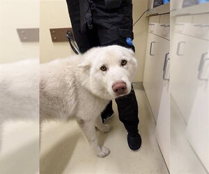 Siberian Husky Dogs for adoption in Fremont, CA, USA