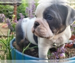 Small Photo #3 Olde English Bulldogge Puppy For Sale in GREENCASTLE, PA, USA