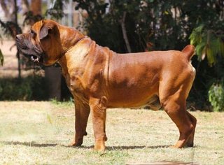 Father of the Boerboel puppies born on 05/05/2018
