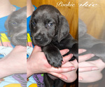 Puppy 1 Cane Corso-Labrador Retriever Mix
