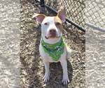 Small #5 American Pit Bull Terrier Mix