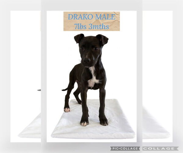 Medium Photo #1 Retriever -Unknown Mix Puppy For Sale in Woodbury, NY, USA