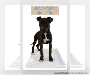 Retriever -Unknown Mix Dogs for adoption in Woodbury, NY, USA