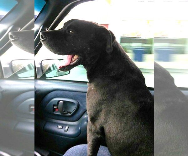 Medium Photo #4 Labrador Retriever-Unknown Mix Puppy For Sale in  Ramona, CA, USA
