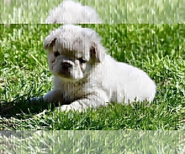 Medium Photo #12 French Bulldog Puppy For Sale in TAMPA, FL, USA