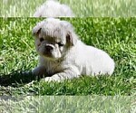 Small #11 French Bulldog