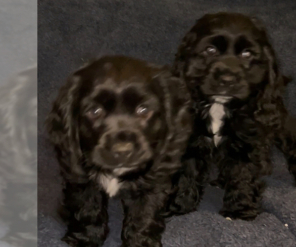 Medium Photo #2 Cocker Spaniel Puppy For Sale in BRECKENRIDGE, CO, USA