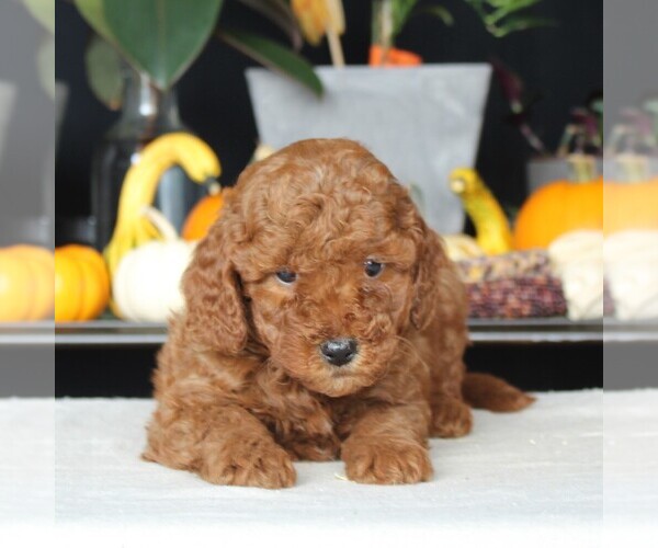 Medium Photo #2 Goldendoodle (Miniature) Puppy For Sale in AUGUSTA, WV, USA