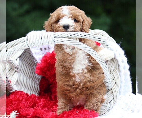 Medium Photo #7 Cavapoo Puppy For Sale in JONES, MI, USA