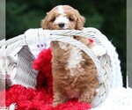 Small #6 Cavapoo