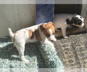 Jack Russell Terrier Puppy for sale in FORT COLLINS, CO, USA