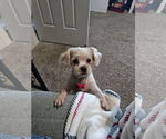 Small #2 Poodle (Miniature) Mix