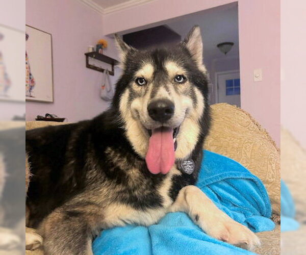 Medium Photo #3 Siberian Husky Puppy For Sale in Omaha, NE, USA