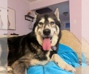 Juniper - Female Siberian Husky Dog for Adoption - Photo #3