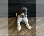 Puppy Light blue German Shorthaired Pointer