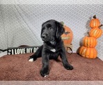 Small #2 Golden Mountain Dog