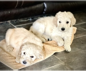 Goldendoodle Puppy for sale in MILTON, FL, USA