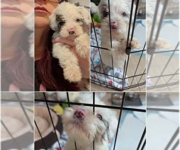 Medium Photo #3 Bernese Mountain Dog-Poodle (Miniature) Mix Puppy For Sale in Tenafly, NJ, USA