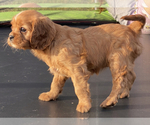 Small Photo #4 Cavalier King Charles Spaniel Puppy For Sale in COULEE DAM, WA, USA