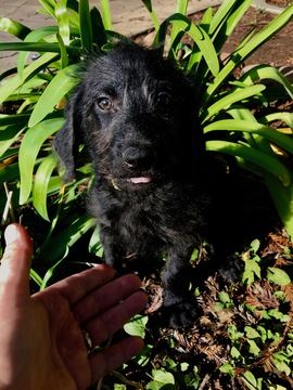 Medium Photo #1 Labradoodle Puppy For Sale in DURHAM, CA, USA