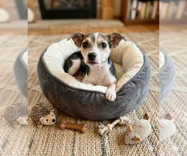 Medium Photo #2 Jack Russell Terrier Puppy For Sale in San Diego, CA, USA