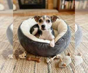 Blueberry - Female Jack Russell Terrier Dog for Adoption - Photo #2