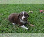 Small Photo #1 Miniature Australian Shepherd Puppy For Sale in ROGERSVILLE, AL, USA