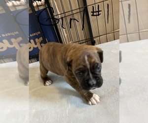 Boxer Puppy for sale in ELLSWORTH, WI, USA