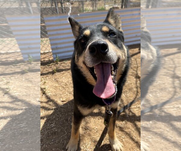 Medium Photo #10 Australian Kelpie Puppy For Sale in Apple Valley, CA, USA
