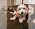 Small Photo #1 Dandie Dinmont Terrier-Unknown Mix Puppy For Sale in Minneapolis, MN, USA