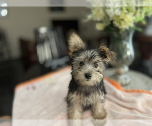 Yorkshire Terrier Puppy for sale in HOMESTEAD, FL, USA