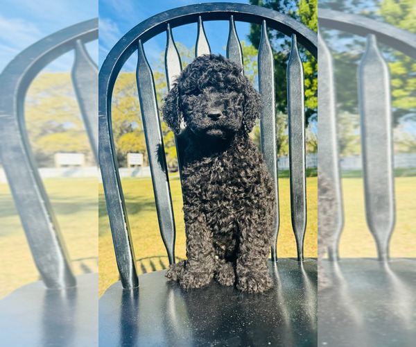 Medium Photo #6 Poodle (Standard) Puppy For Sale in OCALA, FL, USA