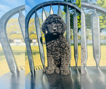 Small Photo #6 Poodle (Standard) Puppy For Sale in OCALA, FL, USA