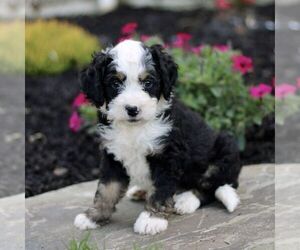 Bernedoodle (Miniature) Puppy for sale in GORDONVILLE, PA, USA